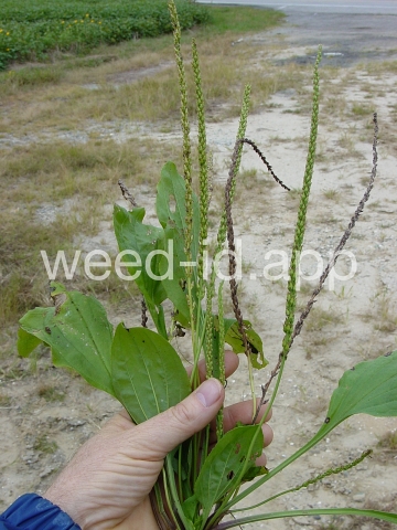 plantain, blackseed